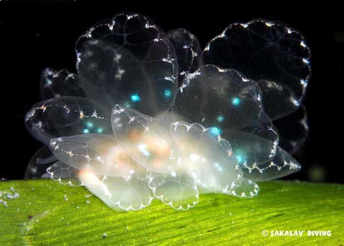 Night dive in Madagascar